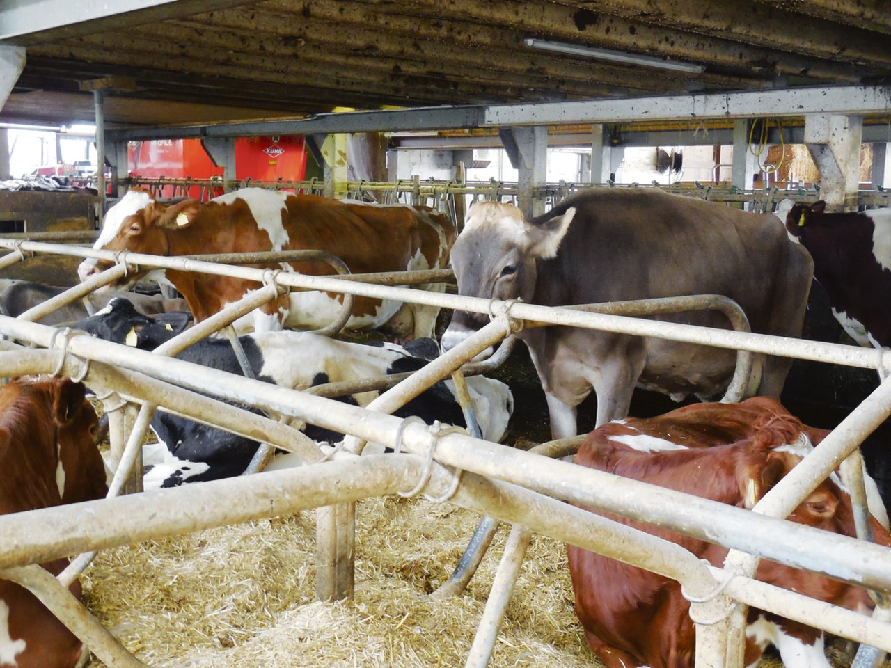 Der Kuh soll es wohl sein, dann profitiert Tier und Betrieb ...
