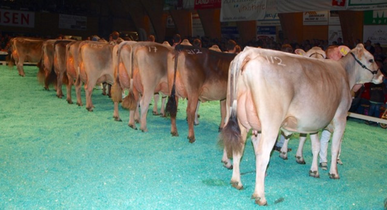 1) Die Qualität der aufgeführten Braunvieh-Kühe wurde vom Richter Paul Caduff als sehr hoch eingestuft.