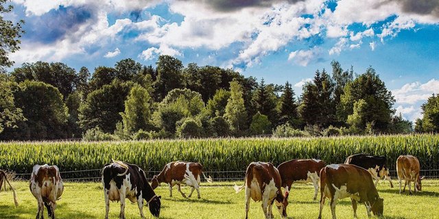 Mais ist ein gutes Beispiel, um aufzuzeigen, wo sich Nährstoffe einsparen lassen. Wer 90 % als PSB angemeldet hat, muss wissen, wo das Einsparpotenzial liegt. 