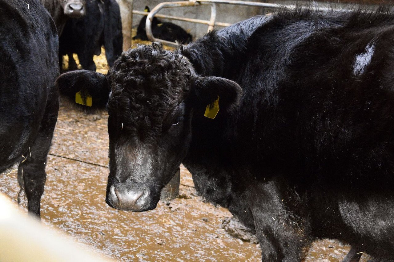 Die schwarzen Angus-Rinder prägen das Bild des Mattenhofs.