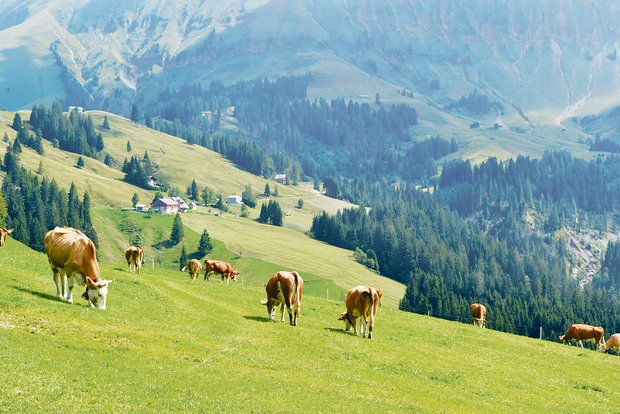 Schon heute wird in der Schweiz die meiste Milch und das meiste Fleisch aus dem Grundfutter produziert.(Bild Peter Fankhauser)
