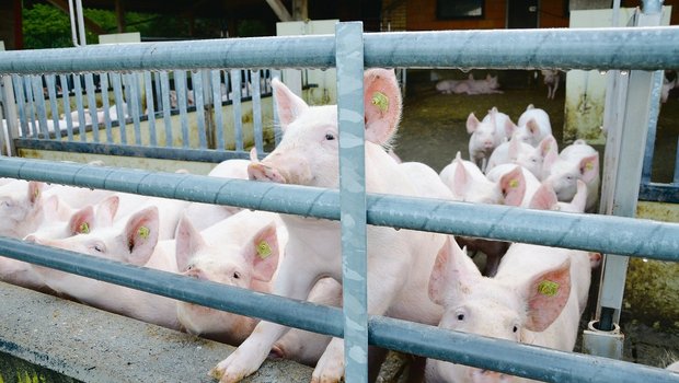 Schwieriges Umfeld für hochwertiges Schweinefleisch: Rund ein Drittel weniger Absatz für die Coop-Labelproduzenten.(Symbolbild ak)