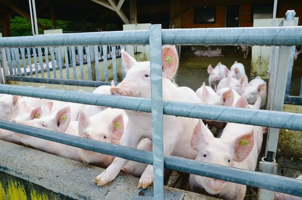 Schwieriges Umfeld für hochwertiges Schweinefleisch: Rund ein Drittel weniger Absatz für die Coop-Labelproduzenten.(Symbolbild ak)