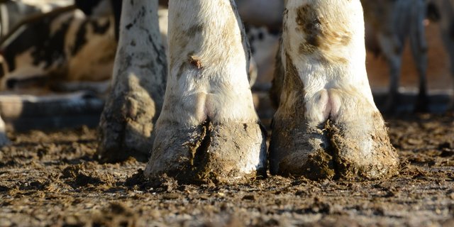 In der Schweiz sind Lahmheiten und Klauenkrankheiten die dritthäufigste Abgangsursache beim Milchvieh. (Bild ag)