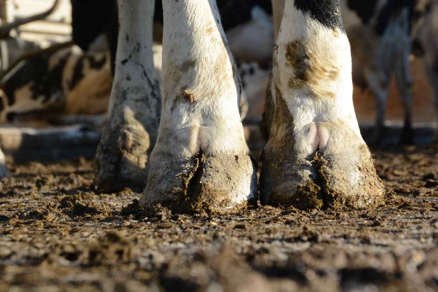 In der Schweiz sind Lahmheiten und Klauenkrankheiten die dritthäufigste Abgangsursache beim Milchvieh. (Bild ag)