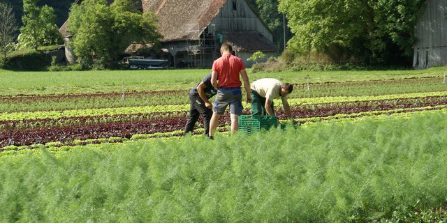 Erntehelfer und saisonale Arbeitskräfte sind zurzeit sehr gefragt. (Bild lid)