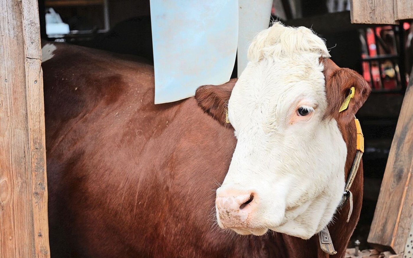 Auch im nächsten Jahr wird die Blauzungenkrankheit wüten. Die Bekämpfung der Gnitzen und die Imfpung gegen das Virus sind aktuell die beste Variante zum Schutz der Tiere.         