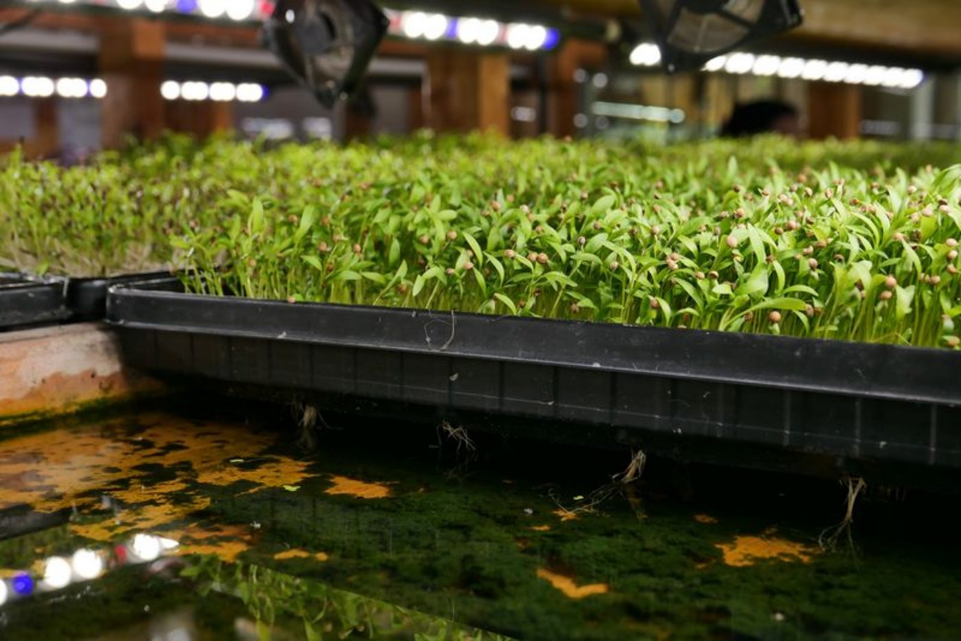 Microgreens Umami Würzige Microgreens benötigen im Gegensatz zu Sprossen Licht und Nährstoffe, die sie über kleine Wurzeln aufnehmen. (Bild mg)