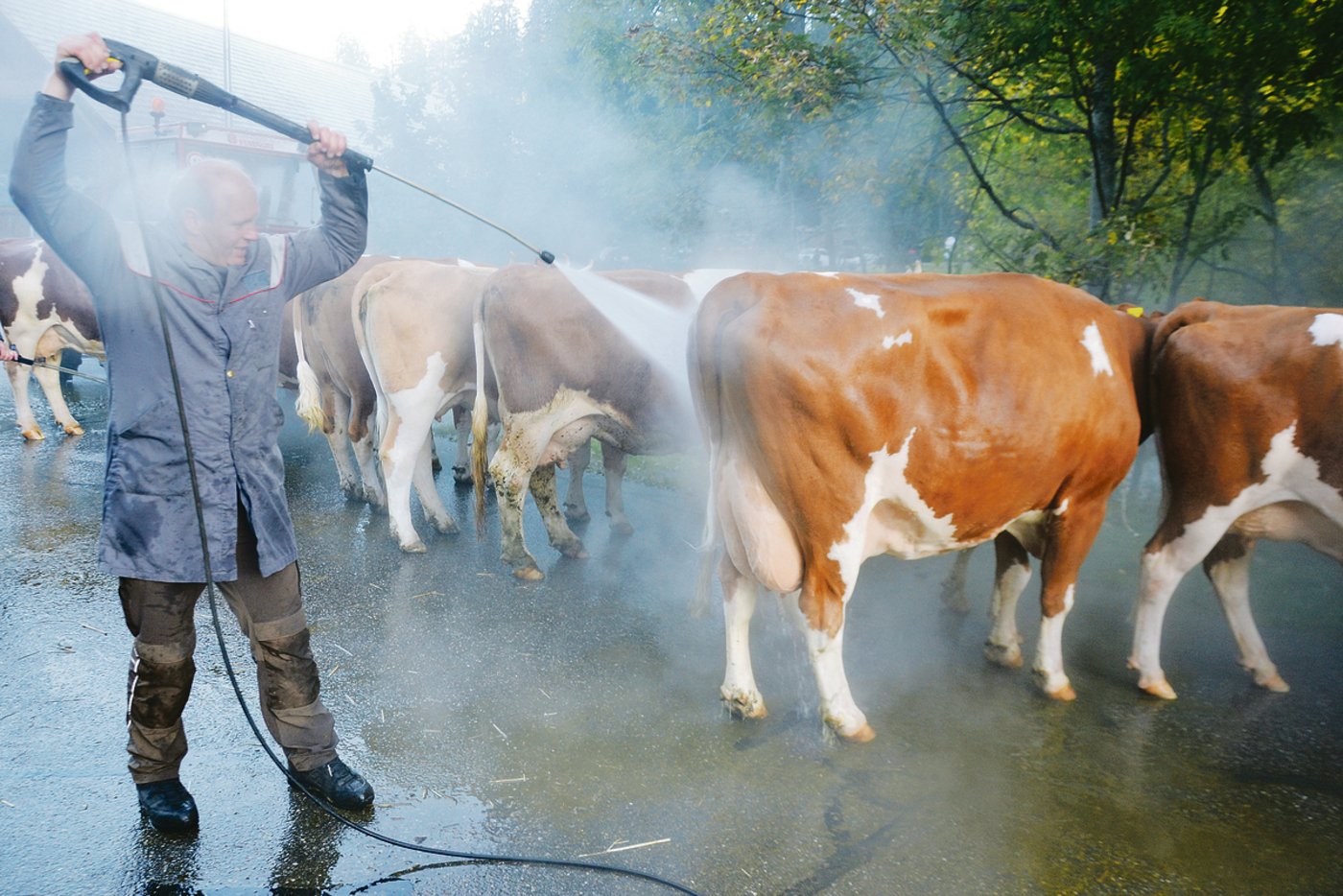 Auf dem Viehschauplatz wäscht Rüedu mich noch einmal.