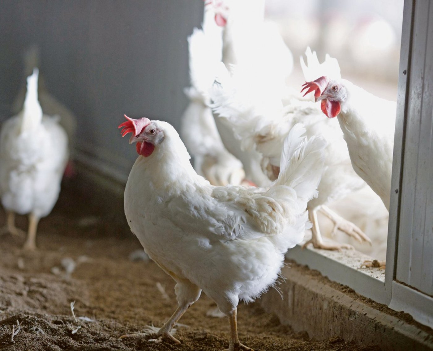 Legehybriden produzieren auch im Winter durchgehend Eier. Um ihr Leistungspotenzial voll auszunutzen, ist für eine ausreichende Lichtdauer zu sorgen.(Bild Aviforum)