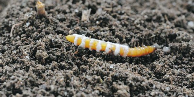 Drahtwürmer beeinträchtigen durch ihre Frassgänge die Qualität der Kartoffelknollen erheblich: Sie lassen sich mit dem Pilz Metarhizium bekämpfen. Der Drahtwurm verpilzt und stirbt.(Bild Christian Schweizer, Agroscope)