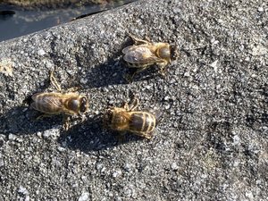 Vertreterinnen der Rasse «Dunkle Biene», die vor allem in den Voralpen und Voralpen anzutreffen ist. (Bild Alexandra Stückelberger)