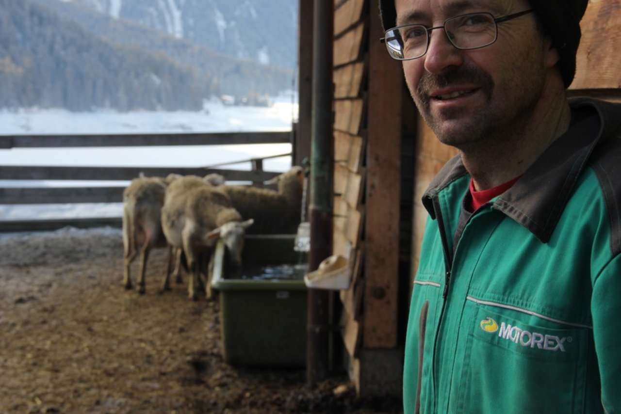 Im bündnerischen Davos Wolfgang hält Martin Büchi mit seiner Familie rund 200 Lacaune-Muttertiere. (Bild cap)