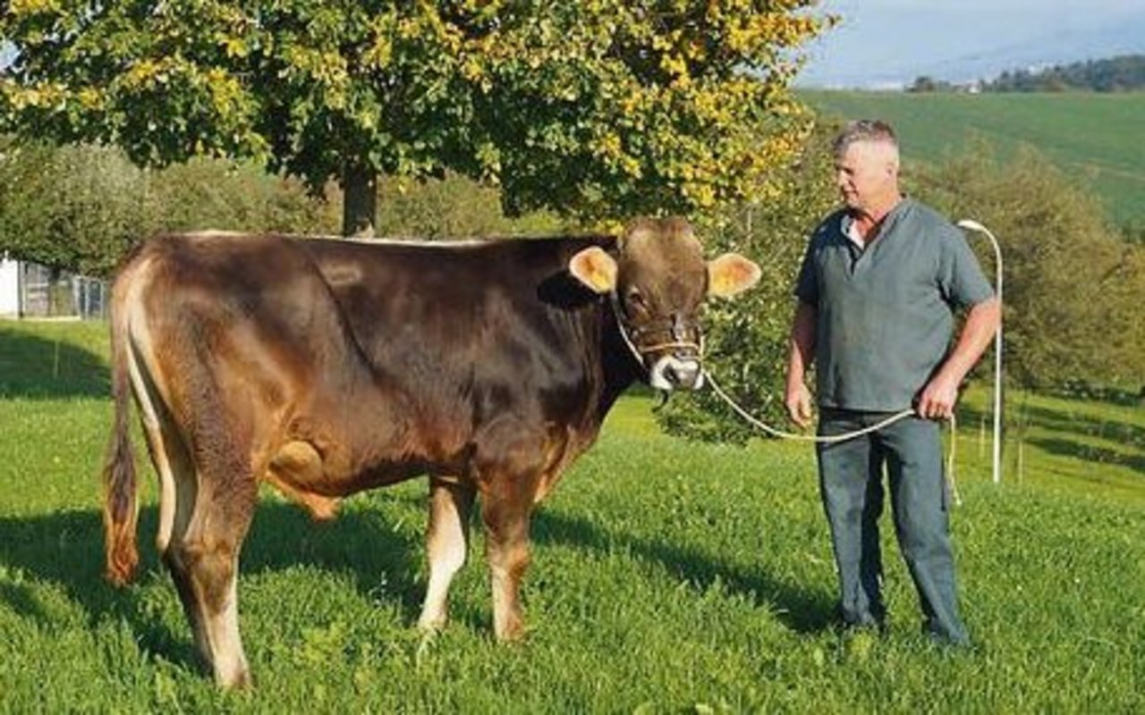 Fredi Schmid, Milchproduzent aus Wittenbach, ist stolz auf den noch jungen Stier. 