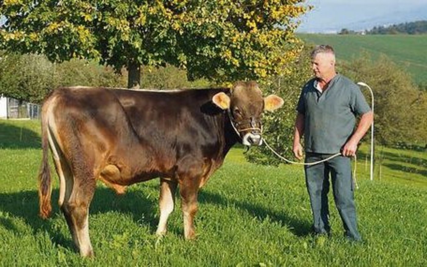Fredi Schmid, Milchproduzent aus Wittenbach, ist stolz auf den noch jungen Stier. 