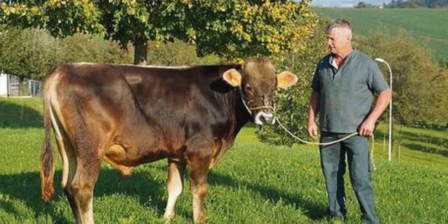 Fredi Schmid, Milchproduzent aus Wittenbach, ist stolz auf den noch jungen Stier. 