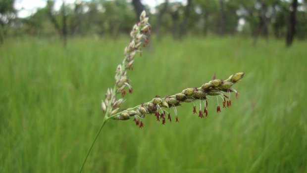 Das untersuchte Gras Alloteropsis semialata. Ob seine Fähigkeit zur Express-Anpassung einzigartig ist, ist bisher unklar. (Bild Uni Bern)