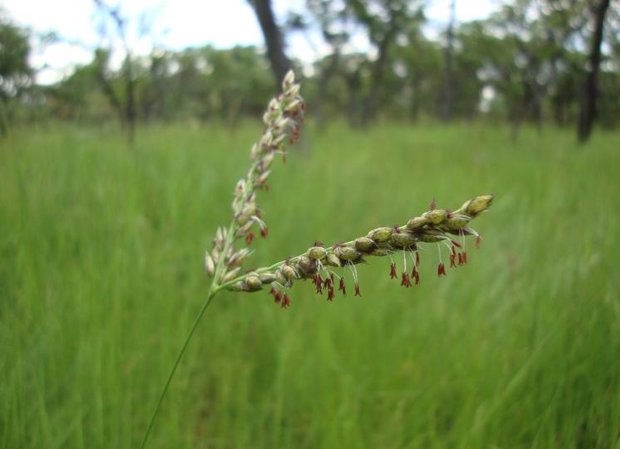 Das untersuchte Gras Alloteropsis semialata. Ob seine Fähigkeit zur Express-Anpassung einzigartig ist, ist bisher unklar. (Bild Uni Bern)