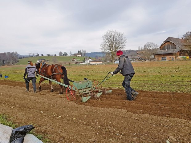 Altes Wissen (und Freude) bewahren Bastian Hurni ist im zweiten Lehrjahr der Zweitausbildung zum Biolandwirt. Aktuell arbeitet er auf dem Biohof Trimstein. (Bild zVg)