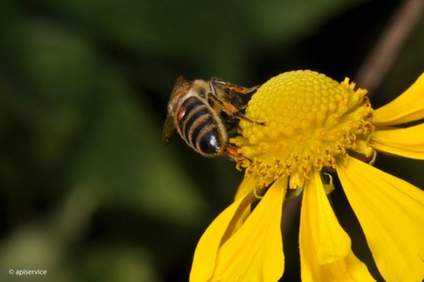 Ein Varroa-Milbe sitzt auf einer Biene. (Bild Apiservice)