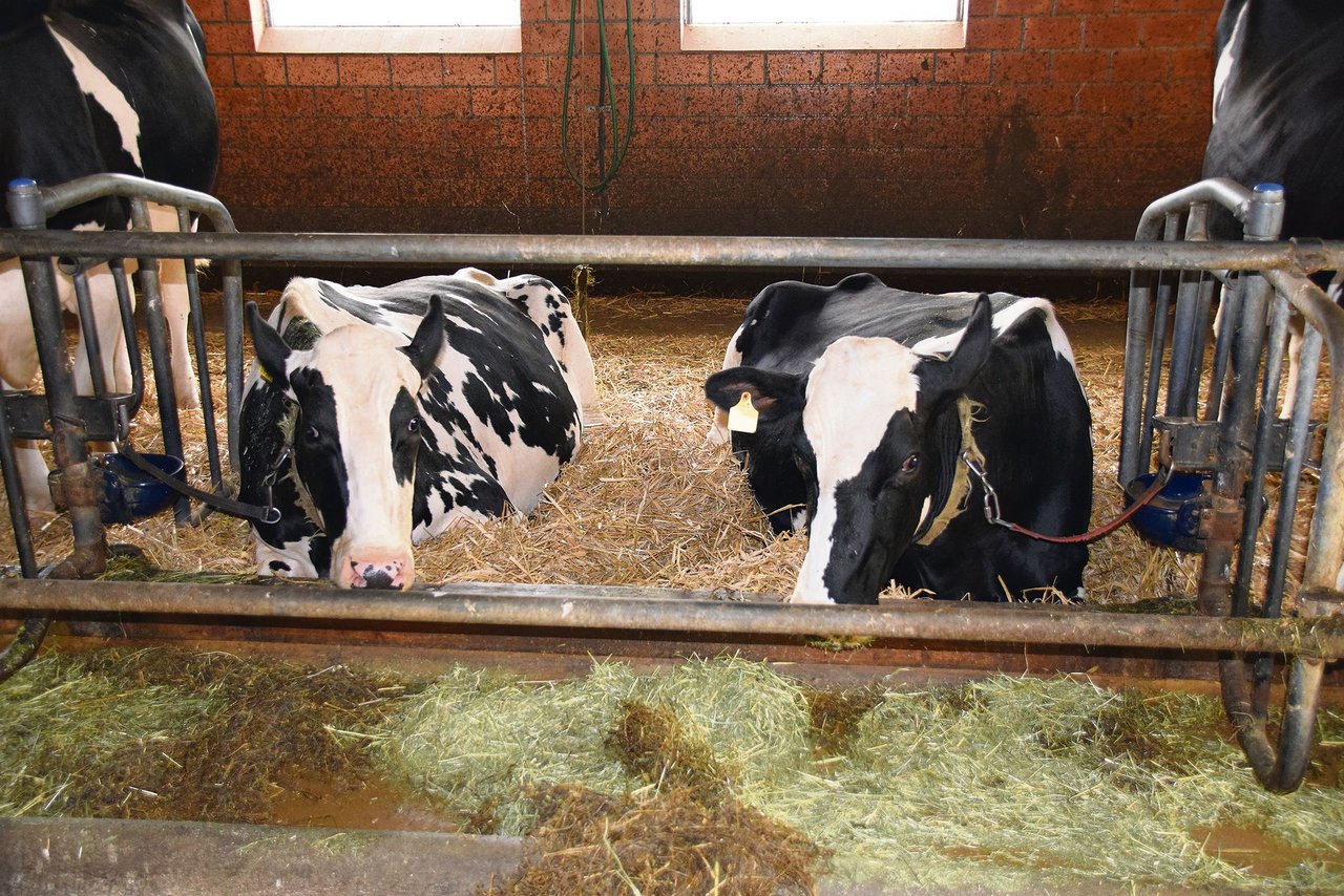 Trotz nur 120 cm Standplatzbreite haben die Kühe genug Platz und alle können liegen. 