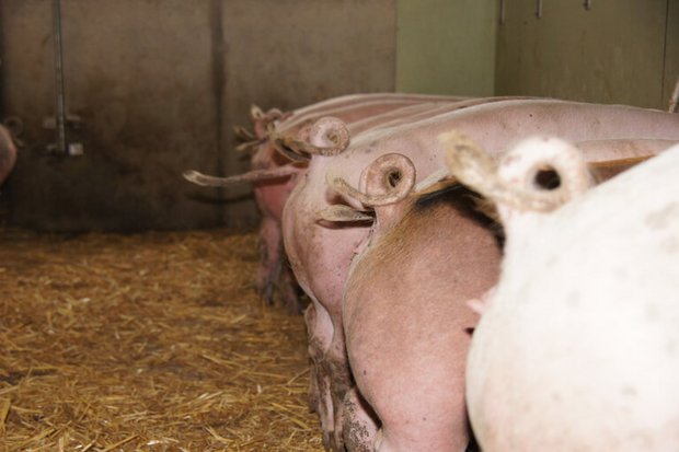 Laut BLV ist auch die Schweiz von einem Ausbruch der Afrikanischen Schweinepest stark gefährdet. (Symbolbild lid)