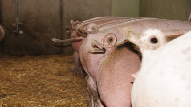 Laut BLV ist auch die Schweiz von einem Ausbruch der Afrikanischen Schweinepest stark gefährdet. (Symbolbild lid)