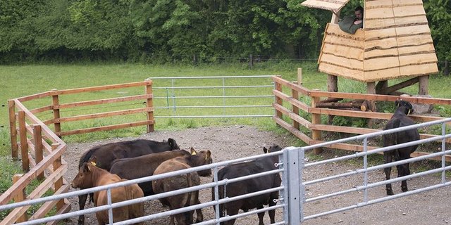 Für den Betäubungs-Schuss werden die Rinder auf die Koppel gebracht. Geschossen wird das Tier, das zuerst in der richtigen Position für den Schuss steht. (Bild FiBL)