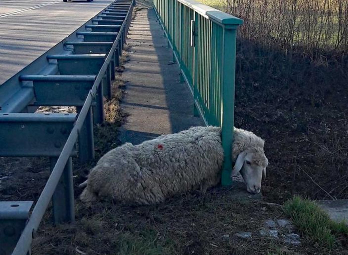 (Bild Polizei Freiburg)