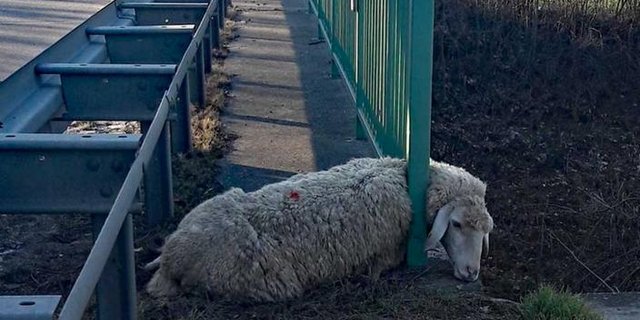 (Bild Polizei Freiburg)