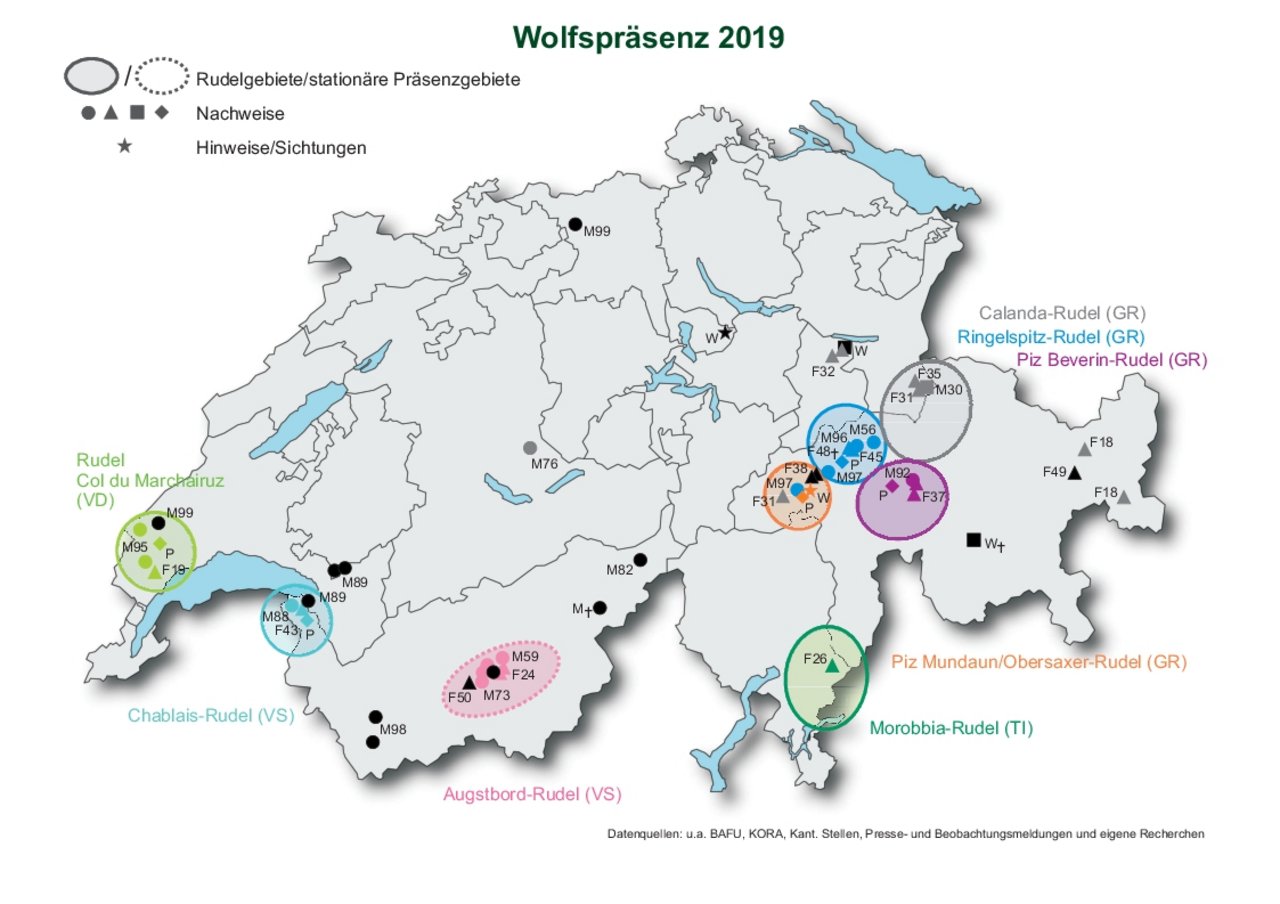 Die Karte zeigt, wo sich die acht Wolfsrudel befinden. Auch Nachweise und Sichtungen von Wölfen sind markiert.(Grafik CHWolf; Quellen Bafu, Kora und Andere; Stand 08/2019)