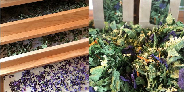 Kräuterverarbeitung: Links: Die Kräuter und Blüten werden schonend getrocknet. Rechts: Der Tee ist verkaufsbereit. (Bilder Helena Barmettler)