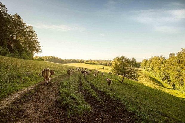 Demeter-Kühe werden besonders tierfreundlich und mit Hörnern gehalten. (Bild: Demeter Schweiz)