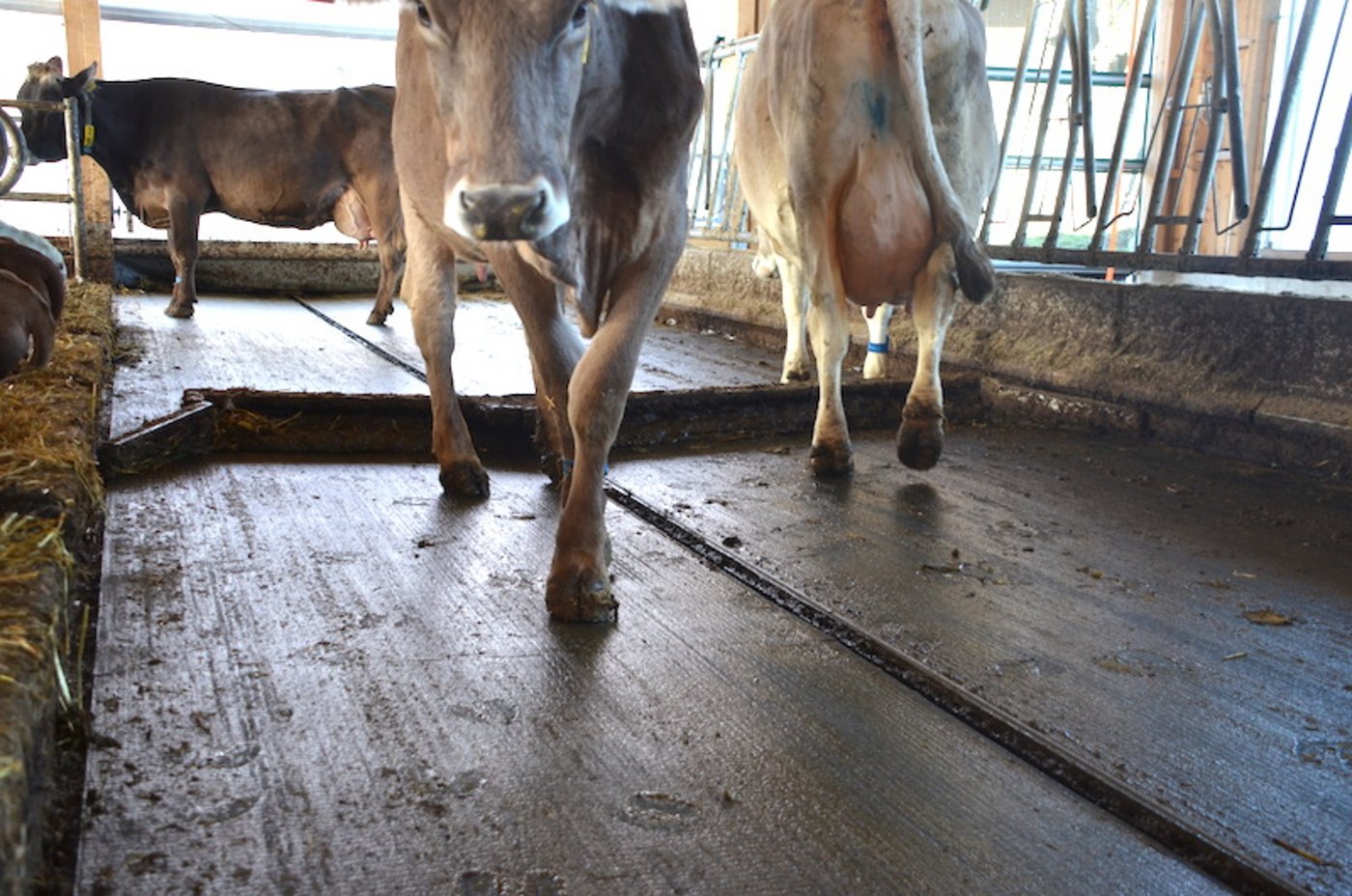 Mit einem Gefälle von drei Prozent zur Rinne in der Mitte, kann der Harn kontinuierlich ab­laufen, wodurch die Ammoniakemissionen an der Oberfläche deutlich reduziert werden. (Bild Agroscope)