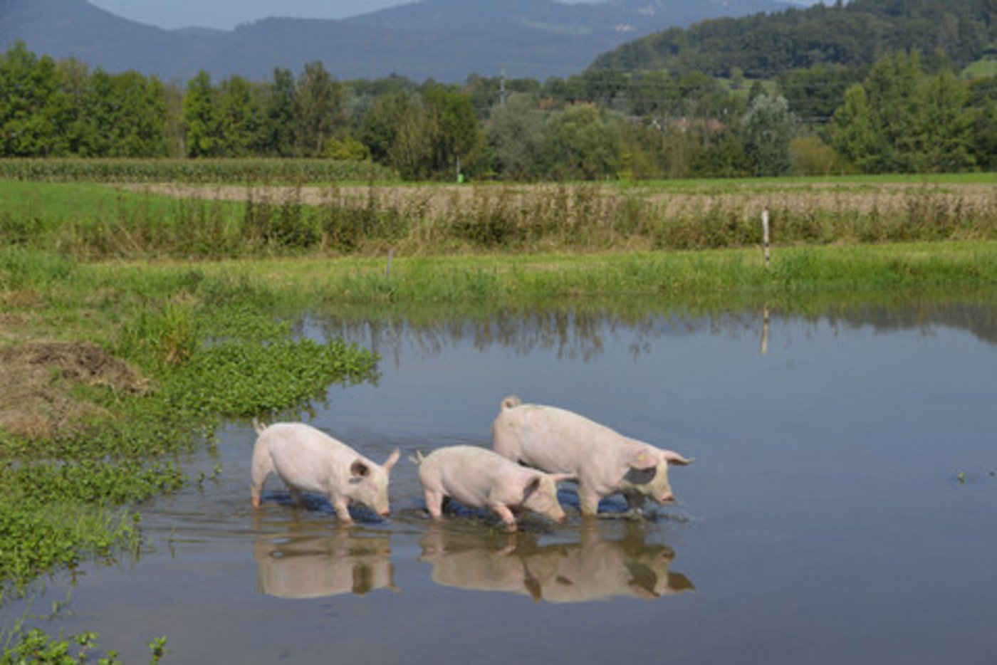 Der Schweinepreis steigt um zehn Rappen. (Bild BauZ)