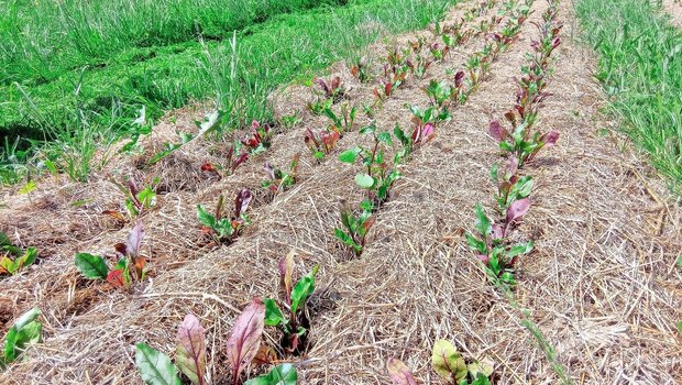 Auf dem Betrieb von Auf dem Betrieb von Daniel Knobel wachsen Randen in einer Mulchschicht mit begrünten Wegen zwischen den Beeten.