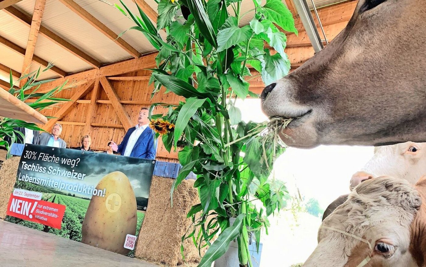 Die Mutterkühe lassen sich beim Fressen nicht stören, während Ständerat Hans Wicki auf die negativen Folgen der Biodiversitäts-Initiative auch für den Tourismus hinweist. 