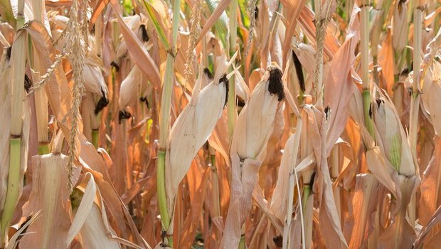 Verdorrter Mais: Geht der Klimawandel ungebremst weiter, werden Dürresommer die Schweizer Bauern immer öfter herausfordern. (Bild Cornelia Brändle, Agroscope) 
