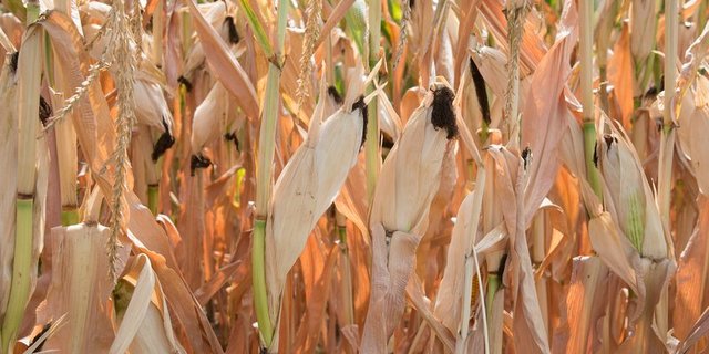 Verdorrter Mais: Geht der Klimawandel ungebremst weiter, werden Dürresommer die Schweizer Bauern immer öfter herausfordern.   (Bild Cornelia Brändle, Agroscope) 