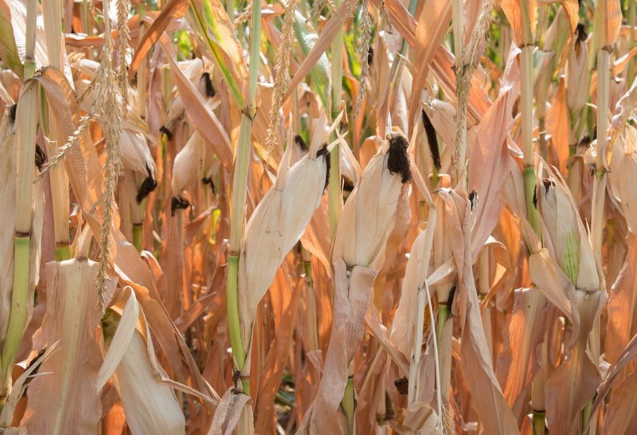 Verdorrter Mais: Geht der Klimawandel ungebremst weiter, werden Dürresommer die Schweizer Bauern immer öfter herausfordern. (Bild Cornelia Brändle, Agroscope) 