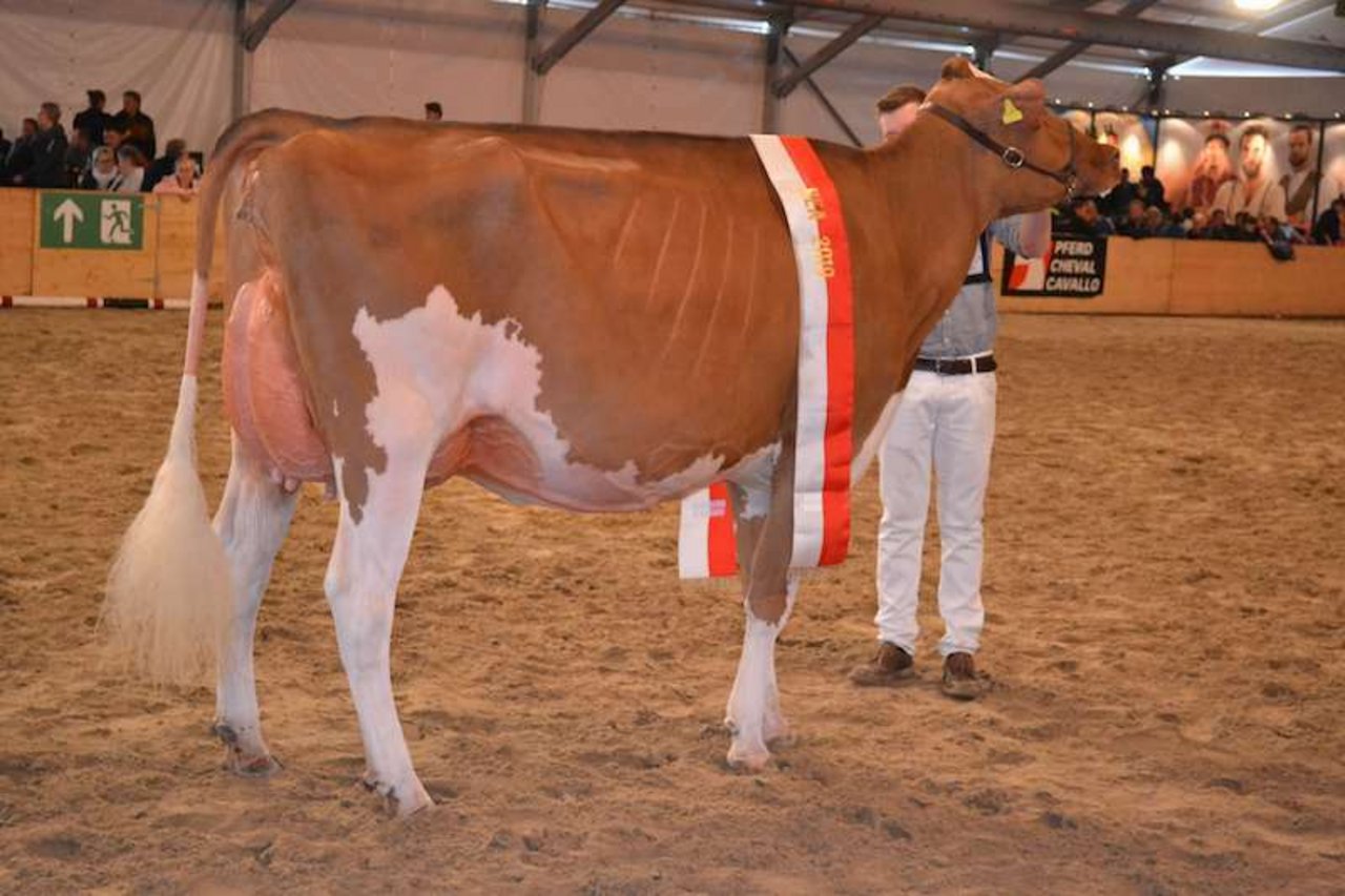 Die Rassensiegerin Red Holstein/Holstein: Zingre-Thomi Absolute Flower von Erich Zingre und Hannes Rubin aus Grund b. Gstaad BE. (Bild pf)