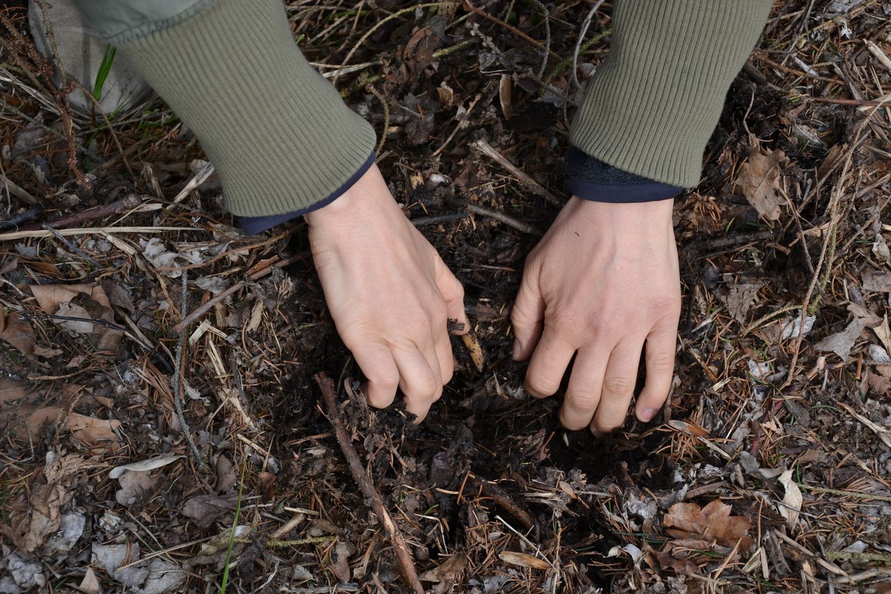 Unter der dicken Mulchschicht entwickelt sich eine Lage fruchtbarer schwarzer Humus, der Boden bleibt feucht. (Bild jsc)