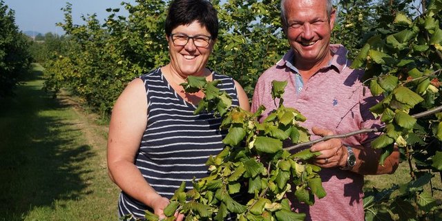 Haselnüsse Schweiz St. GallenUrsula und Albert Forster kultivieren seit 2007 Haselnüsse. (Bilder Martin Brunner)