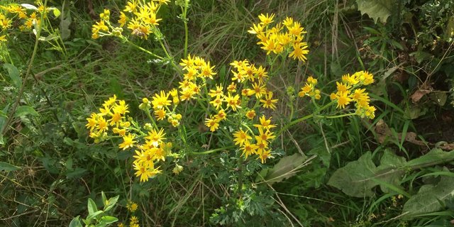 Jakobskreuzkraut wird 30 bis 100 Zentimeter hoch und verbreitet sich sehr erfolgreich über mit Fallschirmen versehene Samen. (Bild jsc)