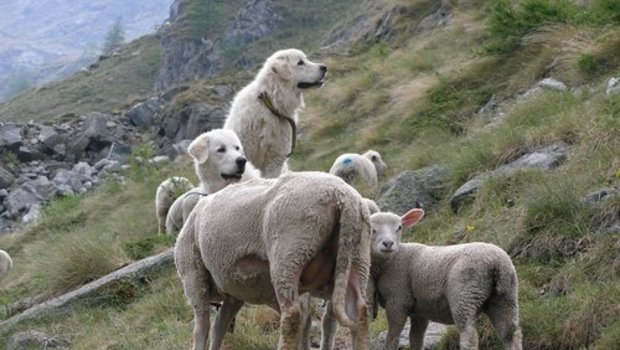 Herdenschutzhunde bewachen eine Schafherde in den Schweizer Alpen. (Bild François Meyer/Agridea)