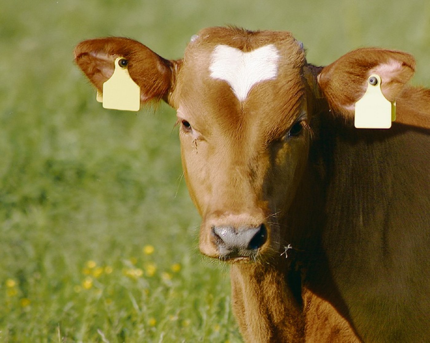 Herzstück der Identitas AG ist die Tierverkehrs-datenbank.(Bild Wikipedia)