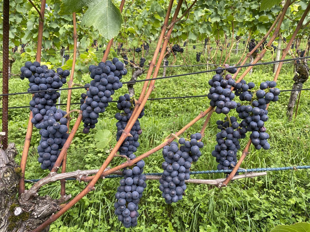 Prächtige Pinot-Trauben kurz vor der Ernte.
