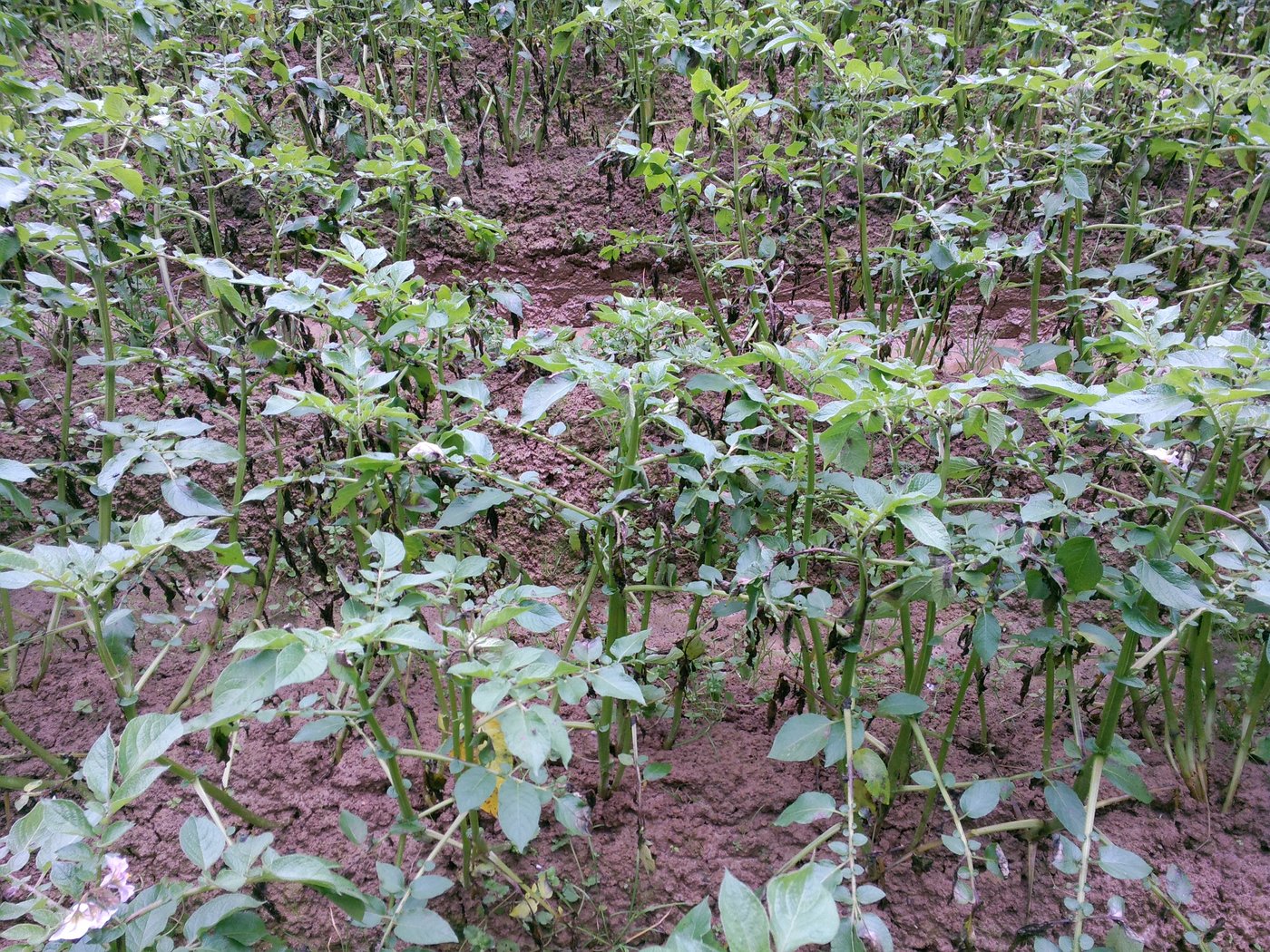 Mancozeb wird als Fungizid gegen Krautfäule in Kartoffeln eingesetzt. (Bild BauZ)