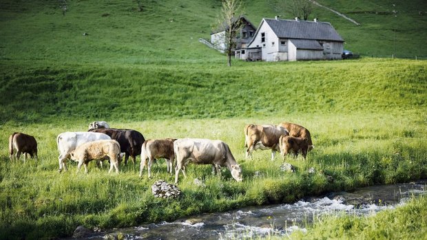 Von der Trockenheit Von der Trockenheit ist in höheren Lagen derzeit noch weniger zu spüren als im Flachland.