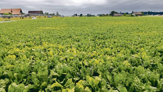 Die viröse Vergilbung wird von grünen und schwarzen Blattläusen übertragen. Sie tritt nesterweise in den Feldern auf. (Bild zVg)